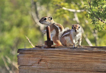 Antelope ground squirrels - image gratuit #456345 