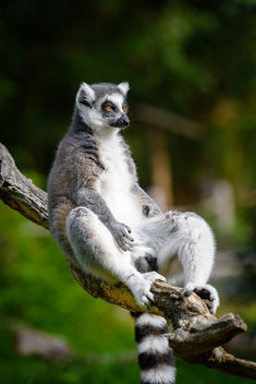 Lemur - Free image #456445