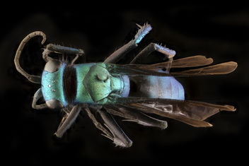 Chile wasp, m, back, Patangoia near Chile Chico, Chile_2018-07-17-12.19.23 ZS PMax UDR - бесплатный image #456565