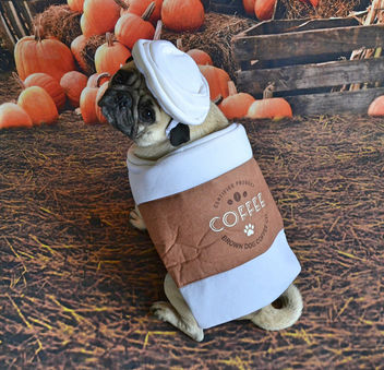Pumpkin Pug Spiced Latte Anyone? - image #456825 gratis