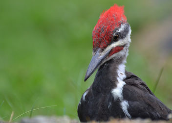 Stare Down With A Pileated Woodpecker - image gratuit #456925 