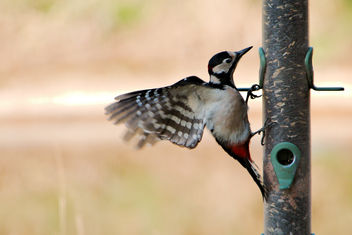 Great Spotted Woodpecker - RSPB Sandy - image #456965 gratis
