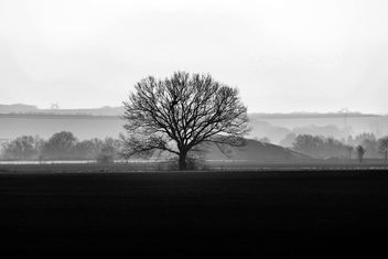 The lonely tree - бесплатный image #456975
