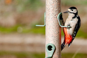 Great Spotted Woodpecker - image #457165 gratis