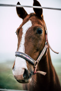 Horse with no name - Free image #457235