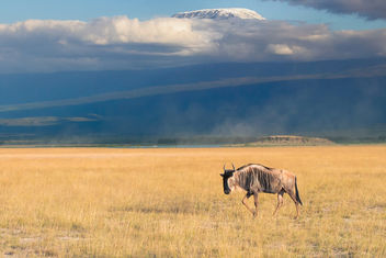 The Lone Blue Widebeest (Gnu), Amboseli National Park - image gratuit #457535 