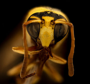 Yellow wasp, m, face, Kruger National Park, South Africa Mpumalanga_2018-11-20-13.23.09 ZS PMax UDR - Kostenloses image #457705