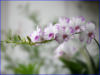 stalk of orchids - image gratuit #457805 