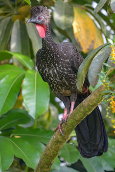 Crested Guan - Free image #457875