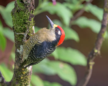 Black-cheeked Woodpecker - image gratuit #457885 