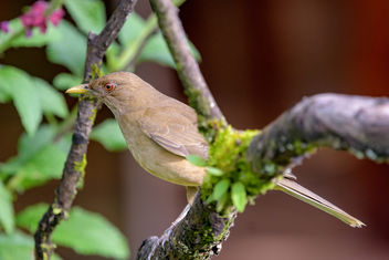 Clay-colored Thrush - Free image #457935