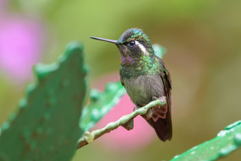 Purple-throated Mountain Gem Hummingbird - image #457965 gratis