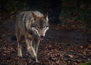 A Wolf In Winter - image #458015 gratis