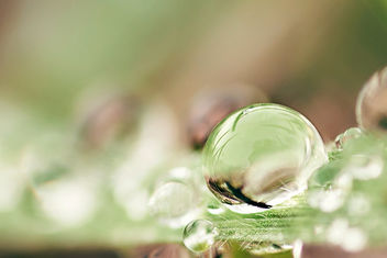 Dewdrop on blade of grass. - Free image #458055