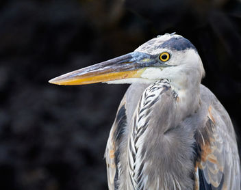 Galapagos Great Blue Heron - Kostenloses image #458365