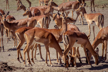 Impala, Ol Pejeta Conservancy, Kenya - бесплатный image #458495