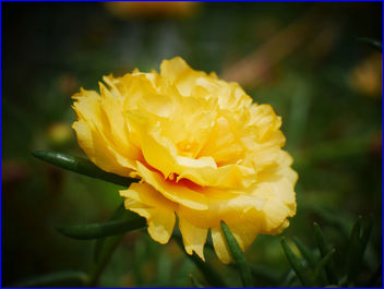 yellow moss rose purslane flower - image #458705 gratis