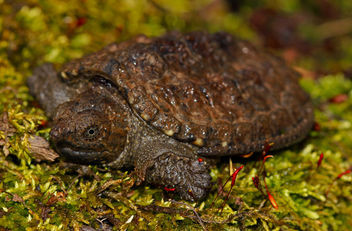 Common Snapping Turtle (Chelydra serpentina) - Free image #458955