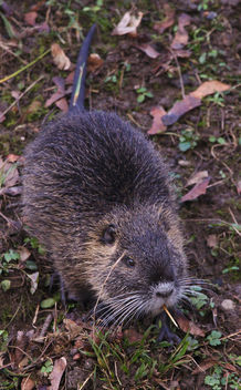 Nutria with toothpick - Kostenloses image #459015
