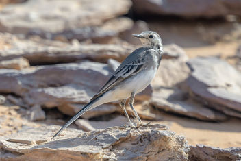 White Wagtail - image gratuit #459145 