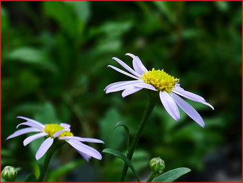 17Feb2019 - white flowers - image gratuit #459245 