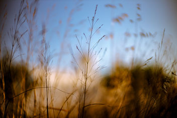 blurry vegetation - Free image #459305