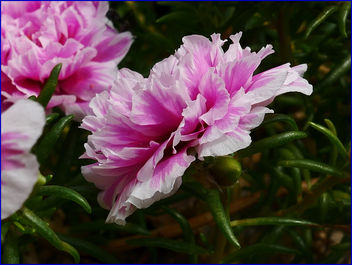 pinky moss roses - бесплатный image #459425