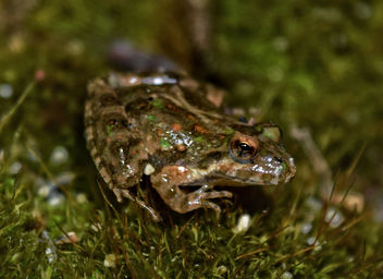 Cricket frog (Acris crepitans) - image gratuit #459485 