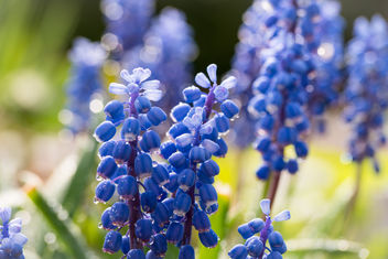 Grape Hyacinth - Free image #459545