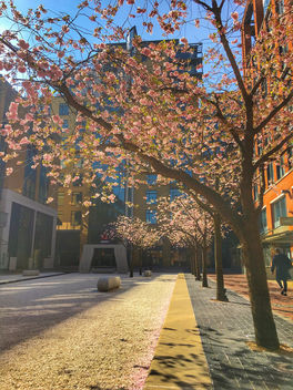 Cherry blossoms, Brinkley, Birmingham - image #459995 gratis