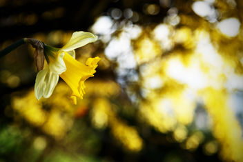 Sunny Spring - image gratuit #460055 