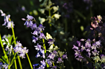 DSC_6814 bluebells flowers - nature close up photography - Free image #460445