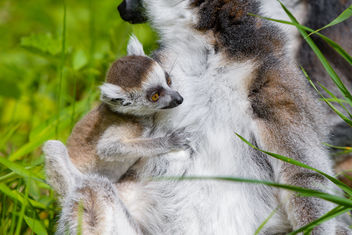 Lemur - image gratuit #460555 