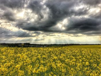 Rapeseeds farms, Burntwood, England - Free image #460785