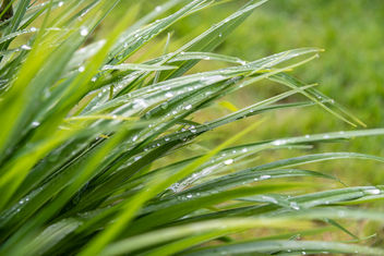 Water droplets on reeds. - image gratuit #460805 