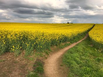 Rapeseeds farms, Burntwood, England - Free image #460855