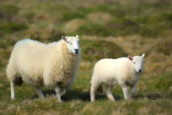Sheep, Pembrokeshires Coast National Park, Pembrokeshires, Wales - image gratuit #460965 