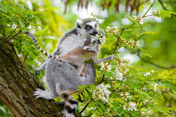 Lemur - image gratuit #461025 