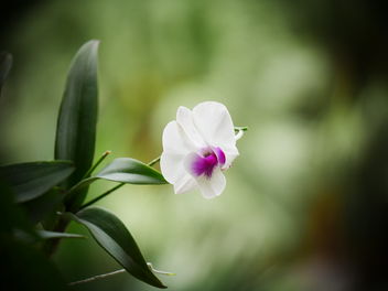 orchid - Kostenloses image #461075