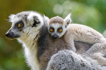 Lemur - Free image #461215