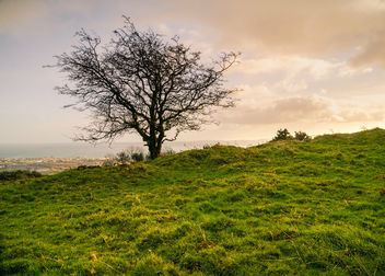 Silhouetted Tree on Knockagh Hill - image gratuit #461305 
