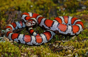 Red Milk Snake (Lampropeltis triangulum syspila) - бесплатный image #461375