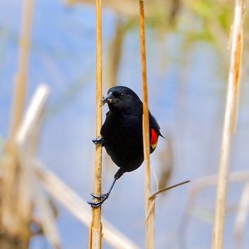 Red-winged Blackbird - image #461395 gratis
