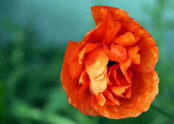 The blooming East Poppy- - image #461565 gratis