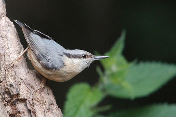 Nuthatch - Kostenloses image #461685