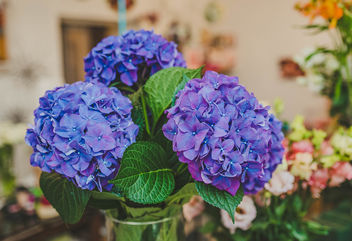 Purple Hydrangea Flowers Close Up - image #461855 gratis