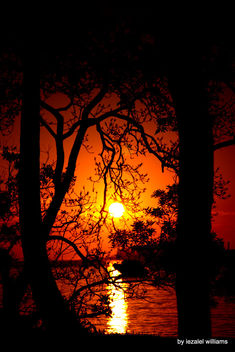 Sunset in between trees by iezalel williams - IMG_8195 - Kostenloses image #461915