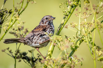 Song Sparrow enjoying an aphid feast - image #462035 gratis