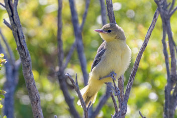 Hooded Oriole (immature) - Kostenloses image #462215