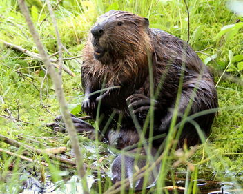 The funny beaver in the wilderness. - image gratuit #462355 